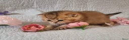 British Shorthair cats for sale: 💖GOLDEN, TABBY, COLOURPOINT BSH KITTENS💖 - Advert 17