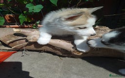 Siberian Husky dogs for sale: Siberian Husky Puppies in Birmingham - Image 8