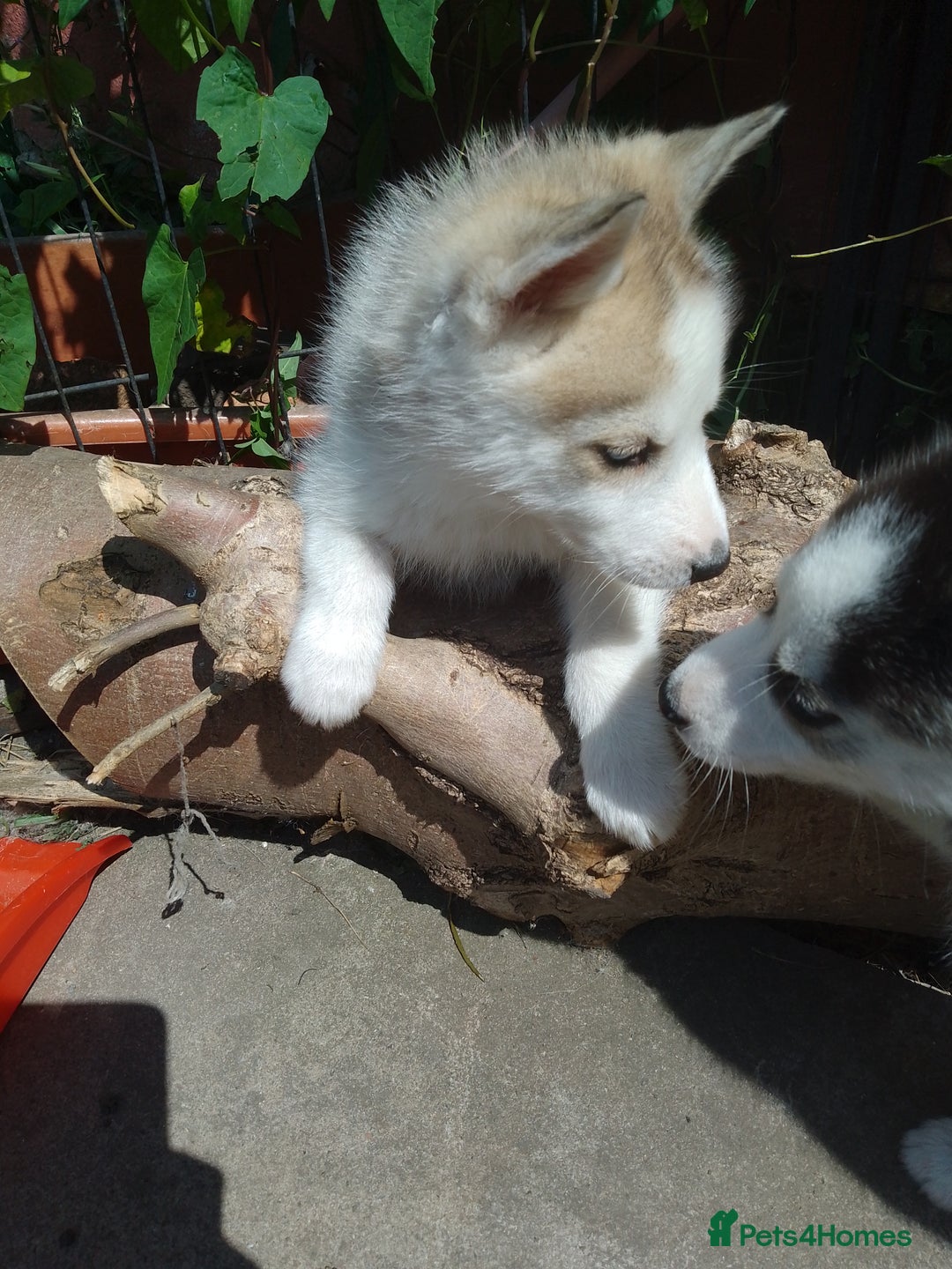 Siberian Husky dogs for sale: Siberian Husky Puppies in Birmingham - Image 8