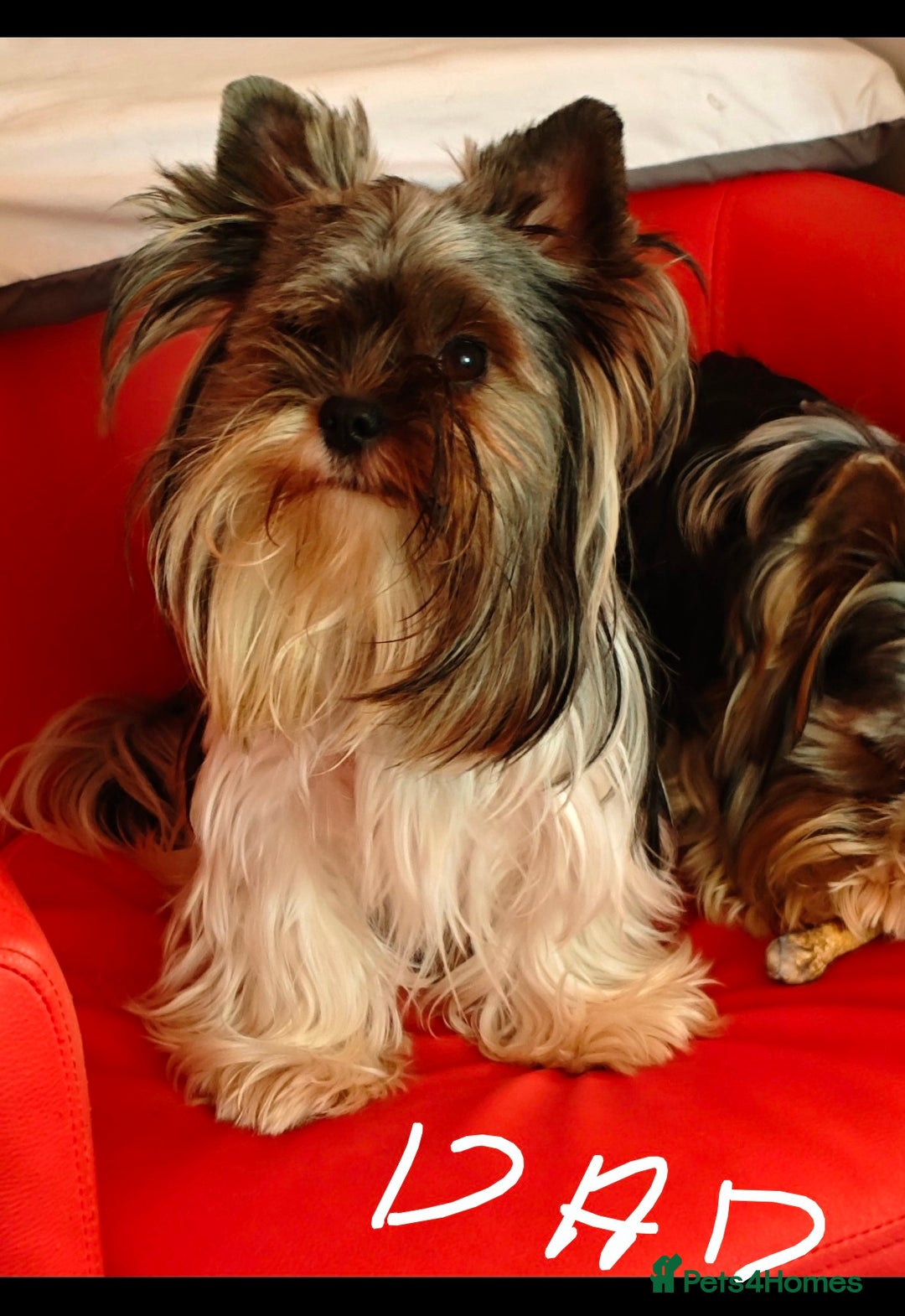 Yorkshire Terrier dogs for sale: beautiful, sociable Yorkshire Terrier female dog  - Advert 9