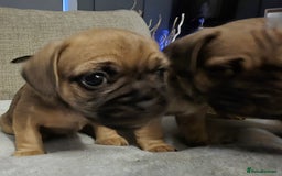 Mixed Breed dogs for sale: Frenchbulldog  cross puppies  - Advert 6