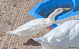 Geese poultry for sale: FREE Embden Gander (Male Goose) and Runner Duck - Image 3