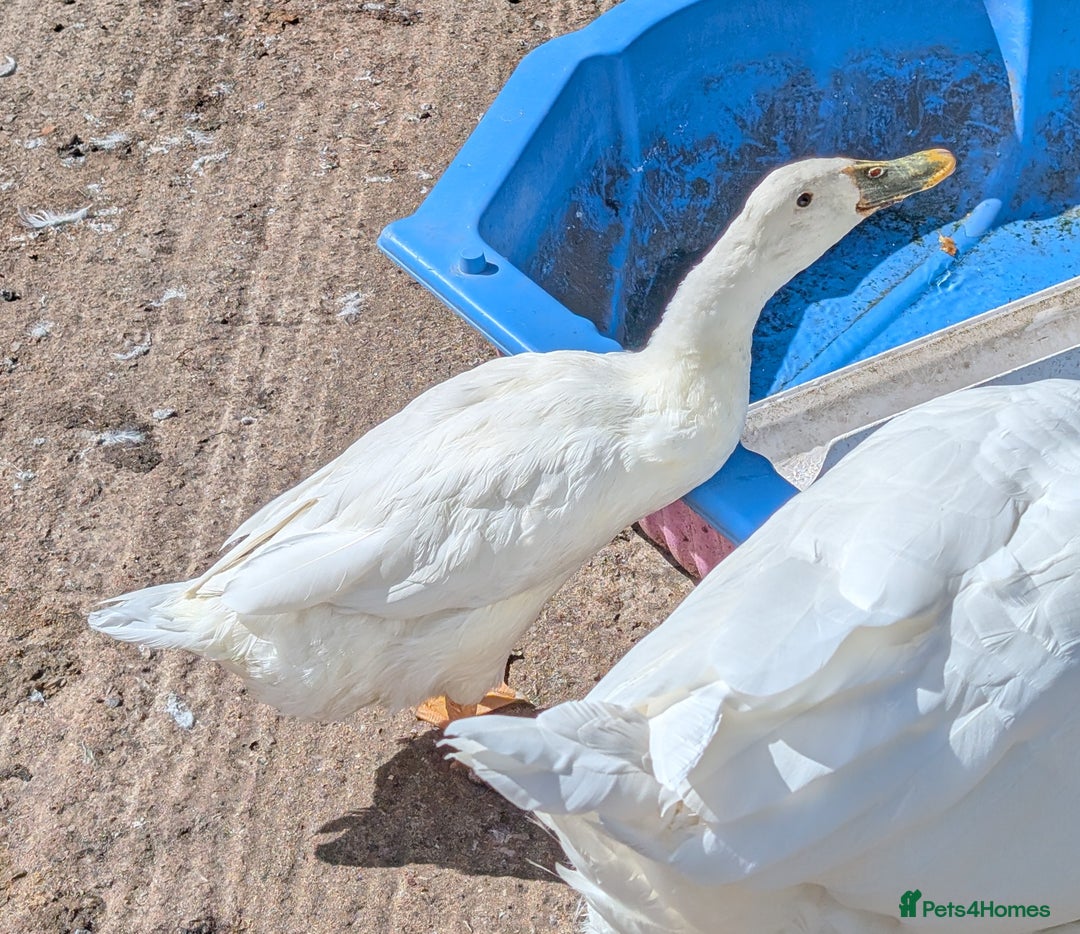 Geese poultry for sale: FREE Embden Gander (Male Goose) and Runner Duck - Image 3