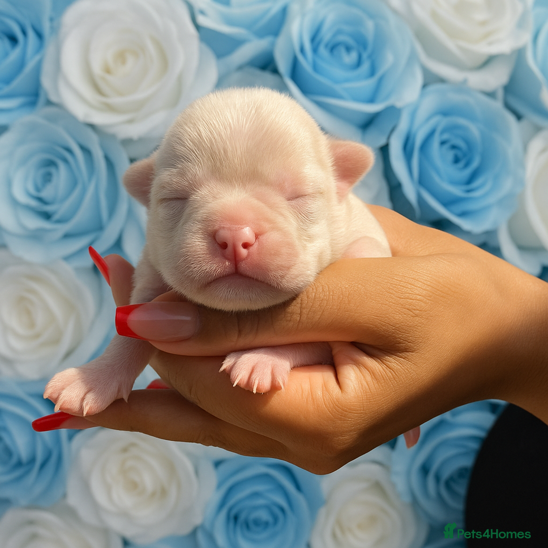 Pug dogs for sale: 7 boys ready to go next week!!!🩵 - Image 34