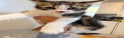 Mixed Breed cats for sale: Stunning Mixed Breed Kittens in London - Advert 9