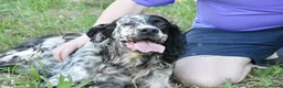 English Setter dogs for adoption: Bomer in Worthing - Advert 6