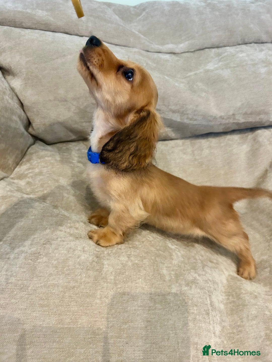 Miniature Dachshund dogs for sale:  LAST ONE - Long Haired Miniature Dachshund - Image 9