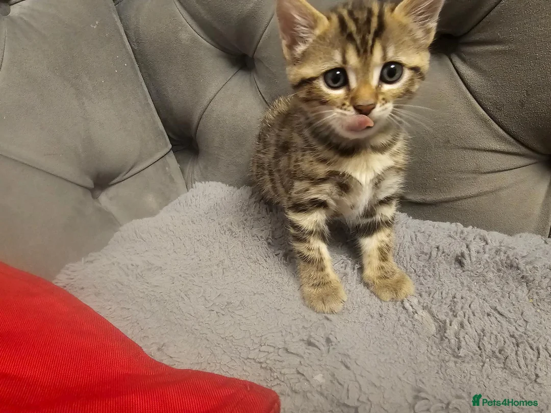 Bengal cats for sale: - Bengal Cross Kittens — Ready for New Homes in Chesham - Advert 2