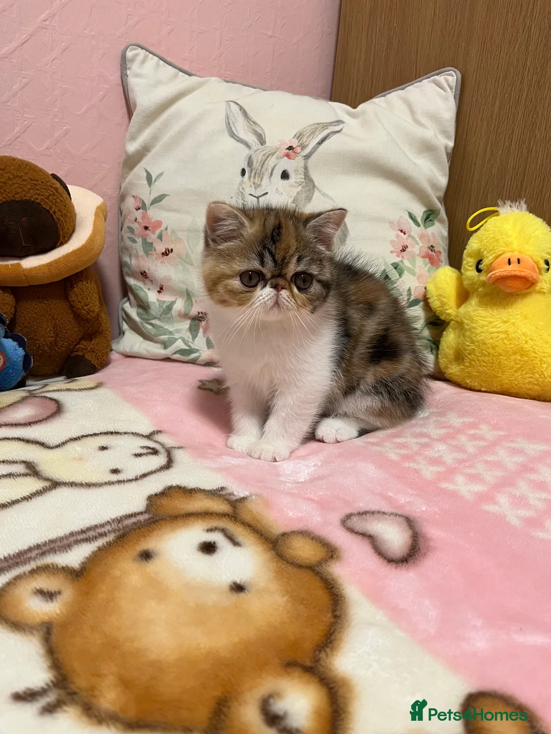 Exotic cats for sale: Exotic kittens  - Advert 31