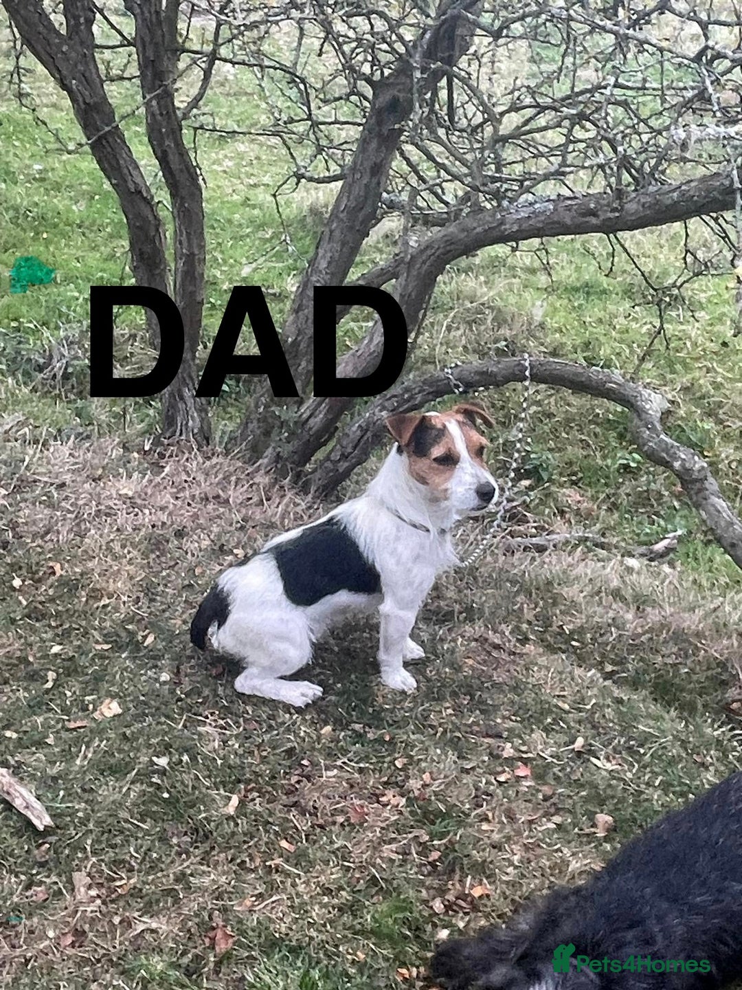 Jack Russell dogs for sale: Jack Russels  - Advert 8