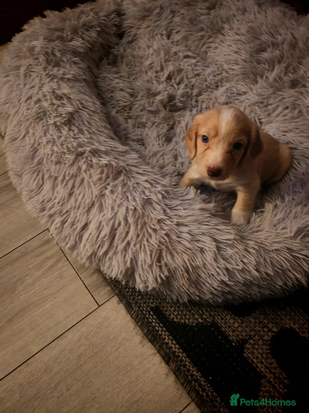 Cocker Spaniel dogs for sale: Cocker spaniel puppies  in Middlesbrough - Advert 7