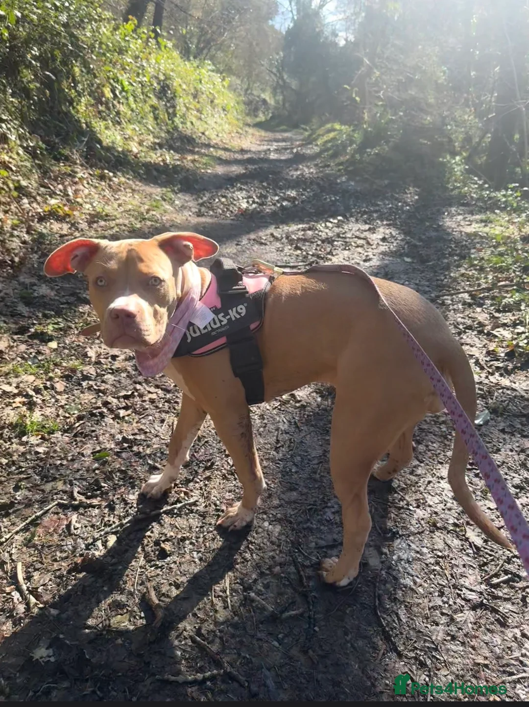 Mixed Breed dogs for sale: american staffy  - Advert 2