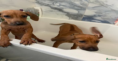 Rhodesian Ridgeback dogs in Scunthorpe - Advert 4