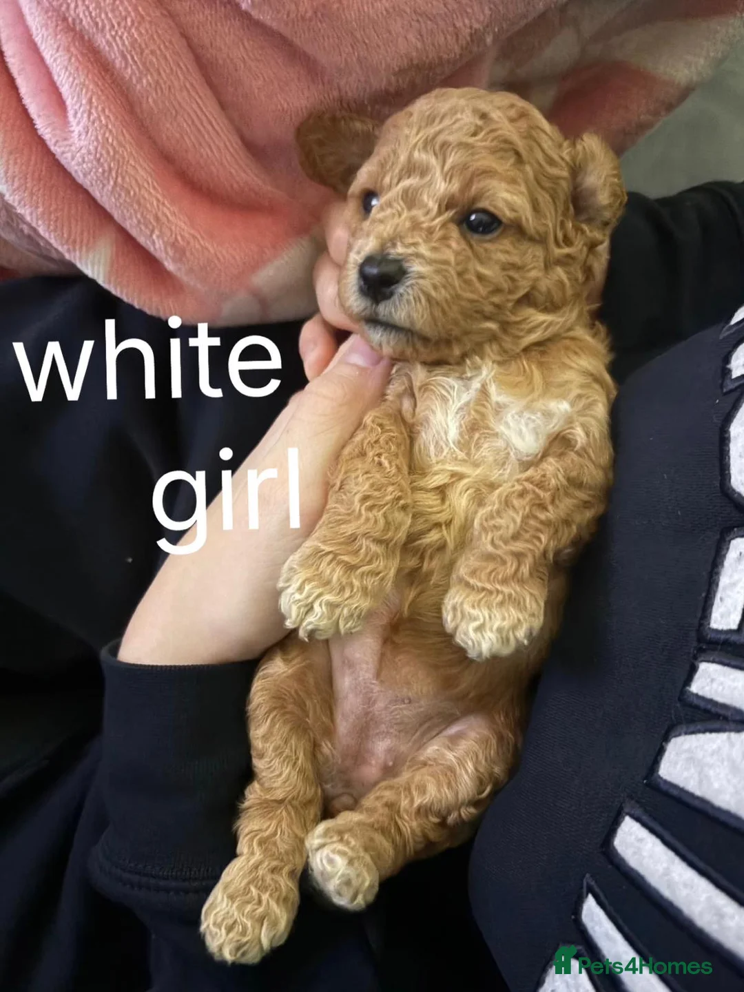 Cavapoochon dogs for sale: *REDUCED*LAST BABY GIRLS LEFT READY TO LEAVE NOW  - Advert 11