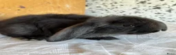 French Lop rabbits for sale: French lop babies  - Advert 12