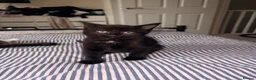 Mixed Breed cats for sale: 5 kittens for sale. in Wolverhampton - Advert 4
