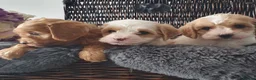 Cavapoo dogs for sale: Cavapoo in Manchester - Advert 6
