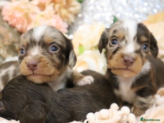 Miniature Dachshund dogs KC Miniature Dachshund Puppies- LONGHAIR - Advert 16