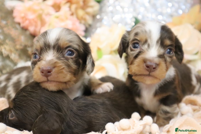 Miniature Dachshund dogs KC Miniature Dachshund Puppies- LONGHAIR - Advert 16