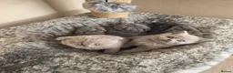 Scottish Fold cats for sale: 4 Scottish Fold kittens looking for new homes - Advert 5