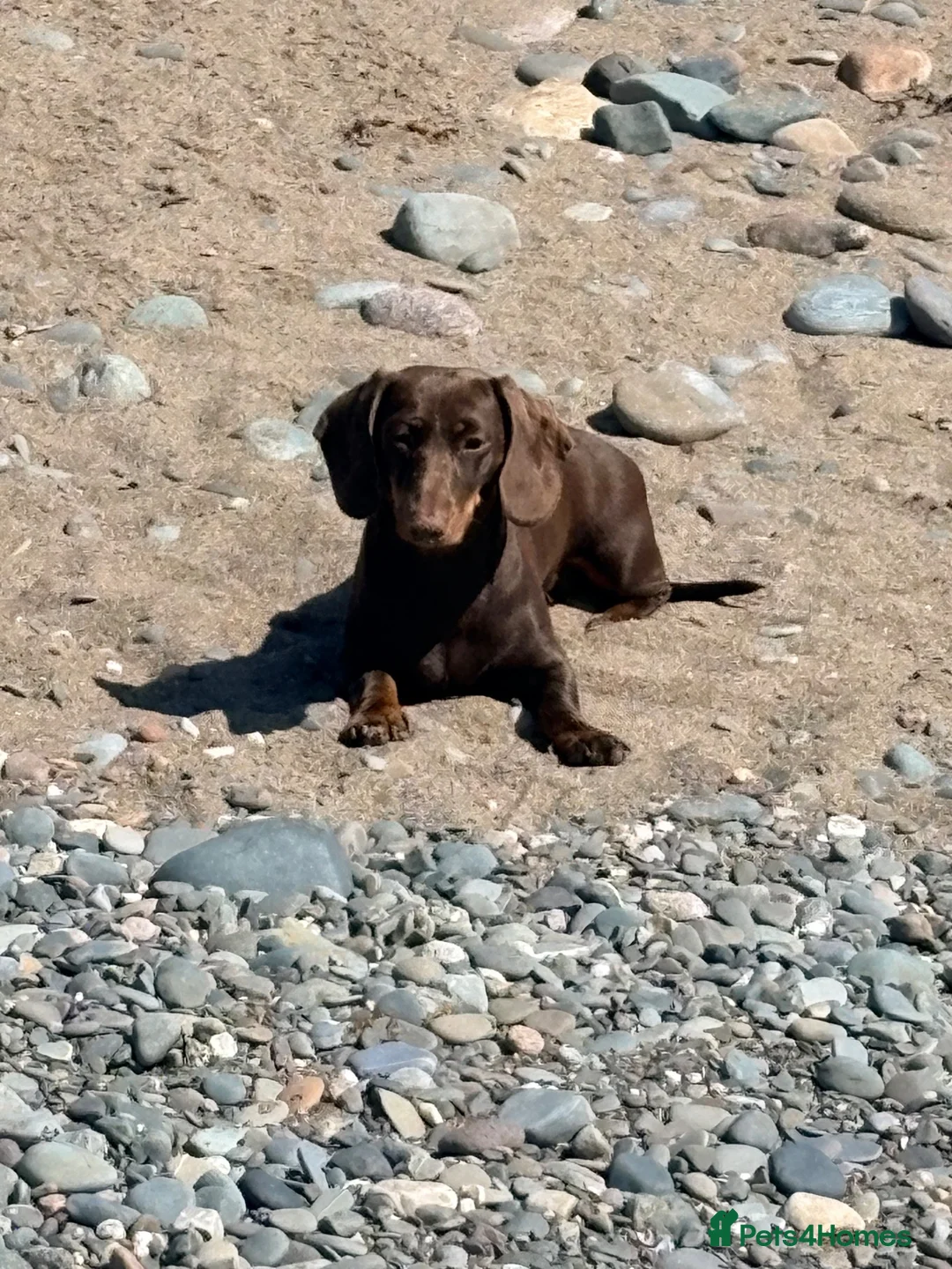 Dachshund dogs for sale: 1 year old dashound  in Carlisle - Advert 1
