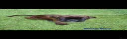 Boxer dogs for sale: Beutyful bobtail/ tailed Boxer puppy - Advert 9