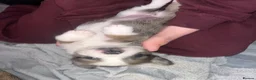 Mixed Breed dogs for sale: Mixed breed puppies  - Advert 9