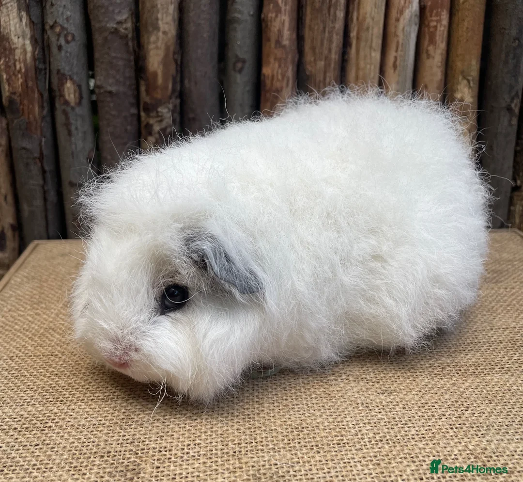 Guinea Pig rodents for sale: Baby Swiss Teddy Sow - Advert 3