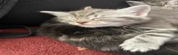 American Shorthair cats for sale: 4 American shorthair kittens - Advert 14