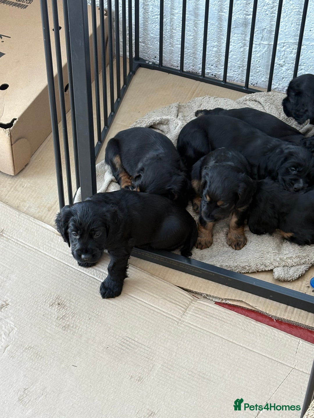 Cocker Spaniel dogs for sale: Beautifully marked Cocker Spaniel Pups For Sale - Advert 29