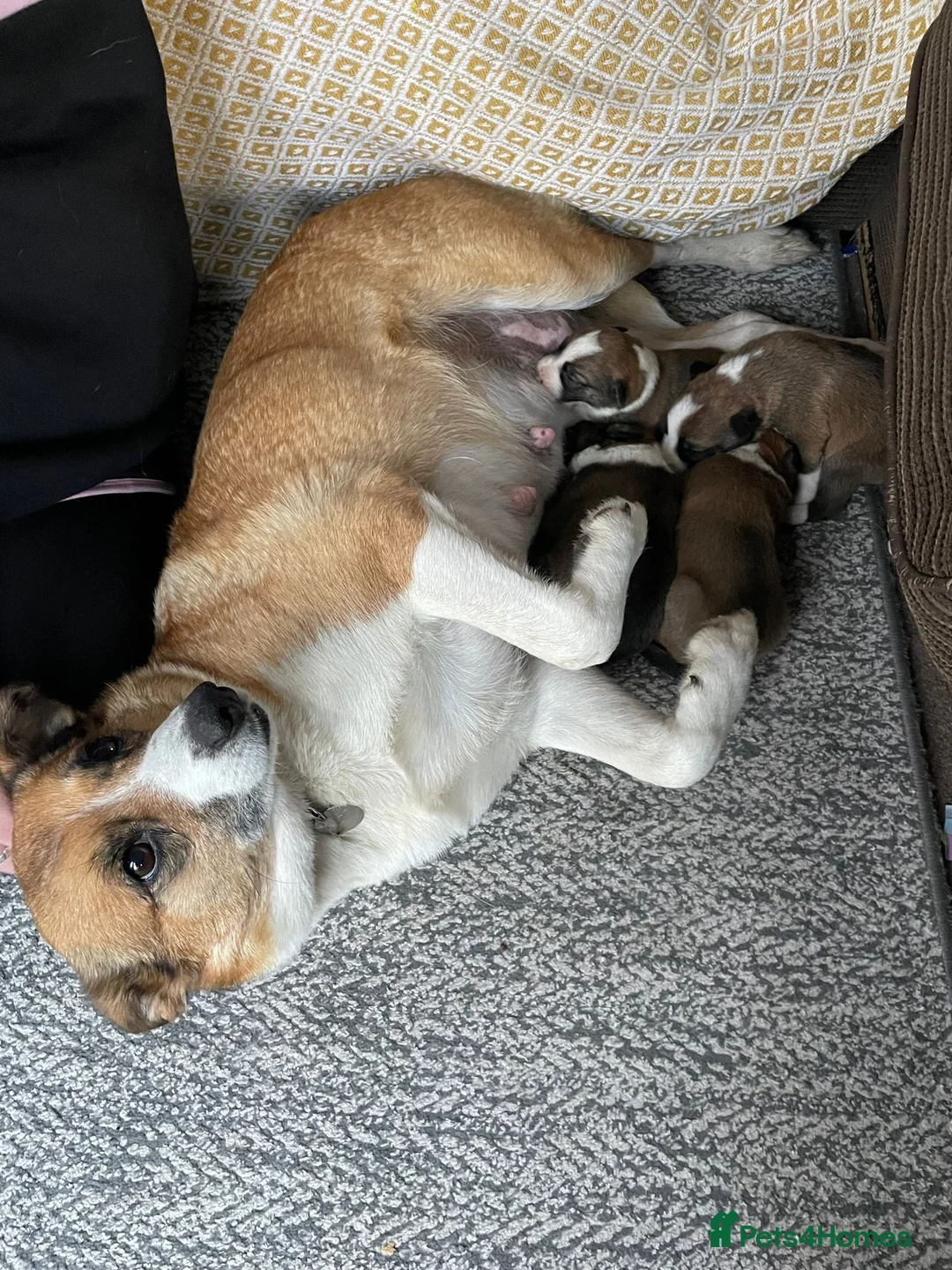 Border Collie dogs for sale: Collie puppies for sale ONLY BOYS AVAILABLE - Advert 5