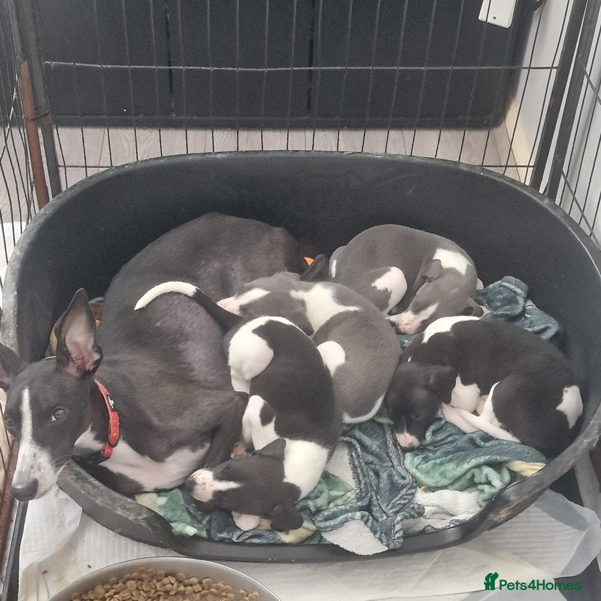 Whippet dogs TWO STUNNING BLACK & WHITE BOYS  - Advert 1