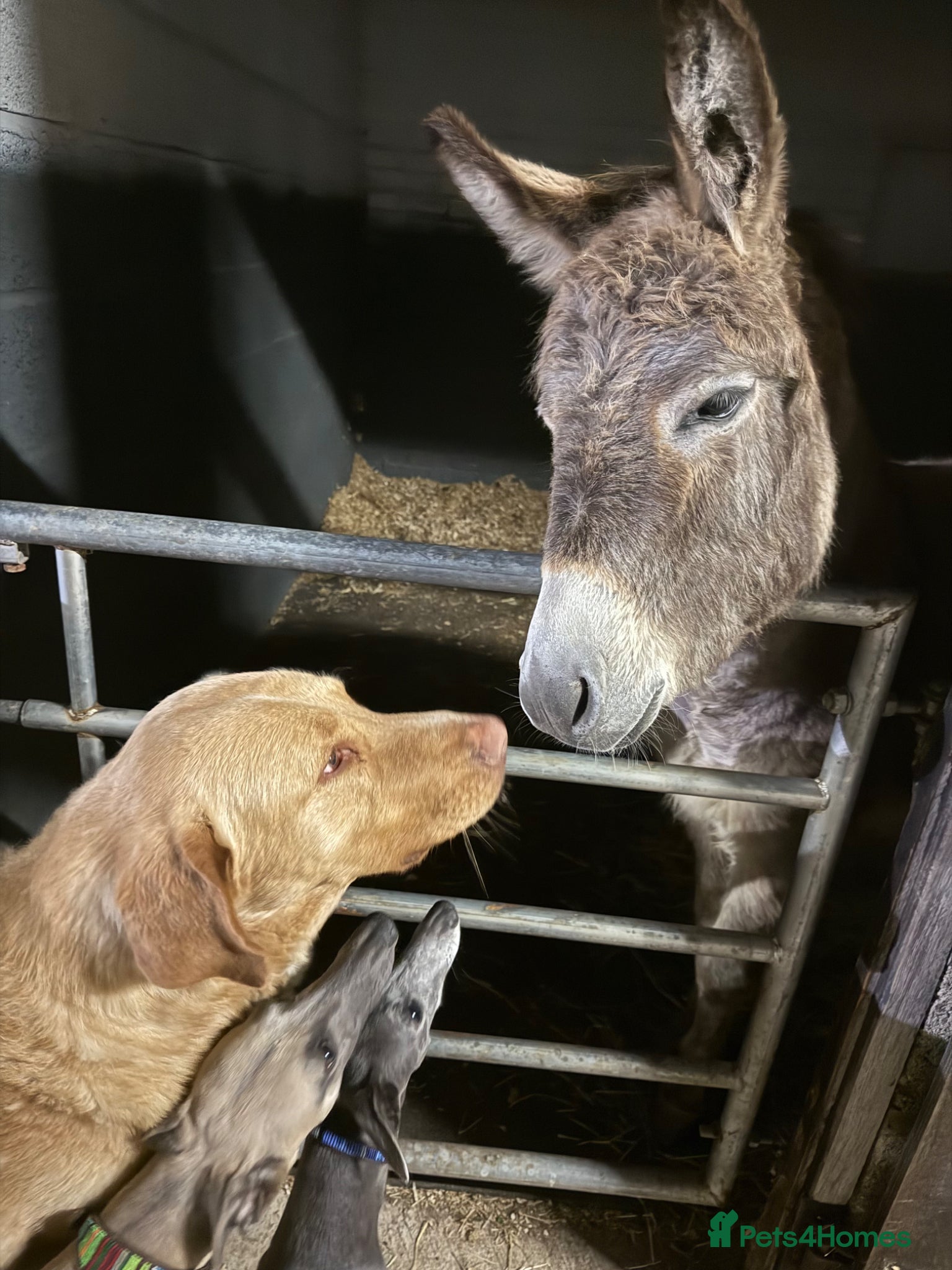 Donkey livestock 5 year old super sweet small gelding donkey - Advert 2