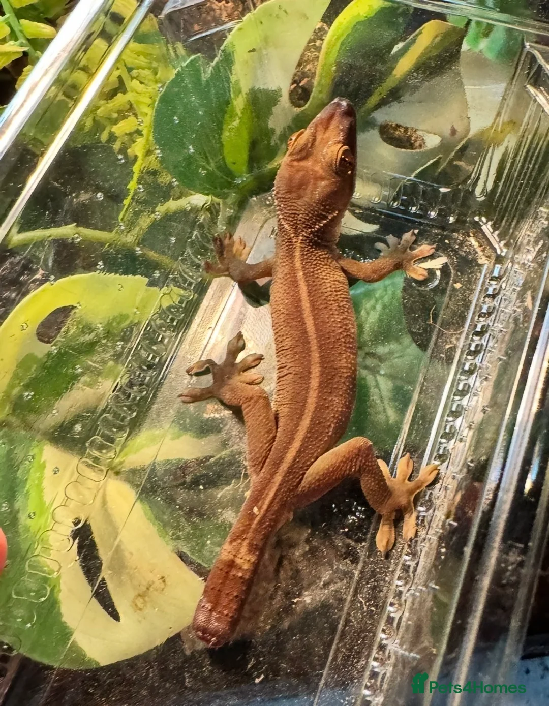 Gecko reptiles for sale: Lizards for rehome  - lot to choose from  - Advert 23