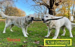 Golden Retriever dogs for sale: KC-Reg Golden Puppies @ Sunaraelia - Due 23/10/25 - Image 5