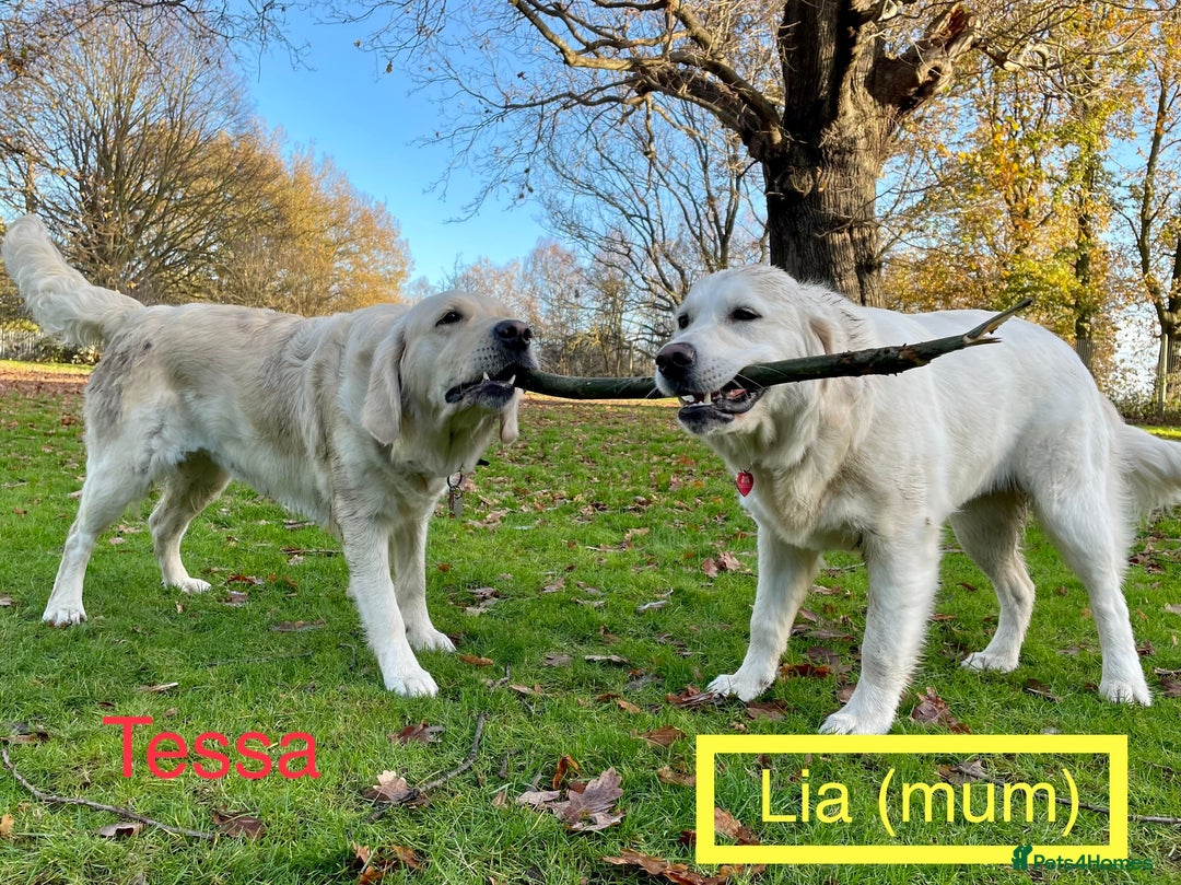 Golden Retriever dogs for sale: KC-Reg Golden Puppies @ Sunaraelia - Due 23/10/25 - Image 5