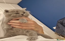 British Shorthair cats for sale: 💙British Shorthair and Long.. Blue kittens ❤️💛💚 - Image 28