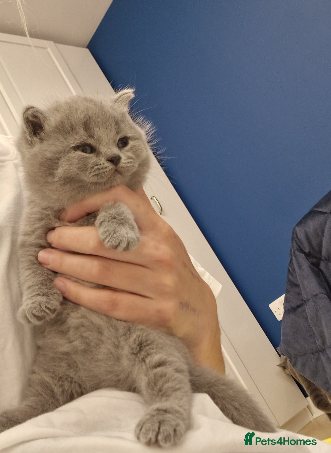 British Shorthair cats for sale: 💙British Shorthair and Long.. Blue kittens ❤️💛💚 - Image 28