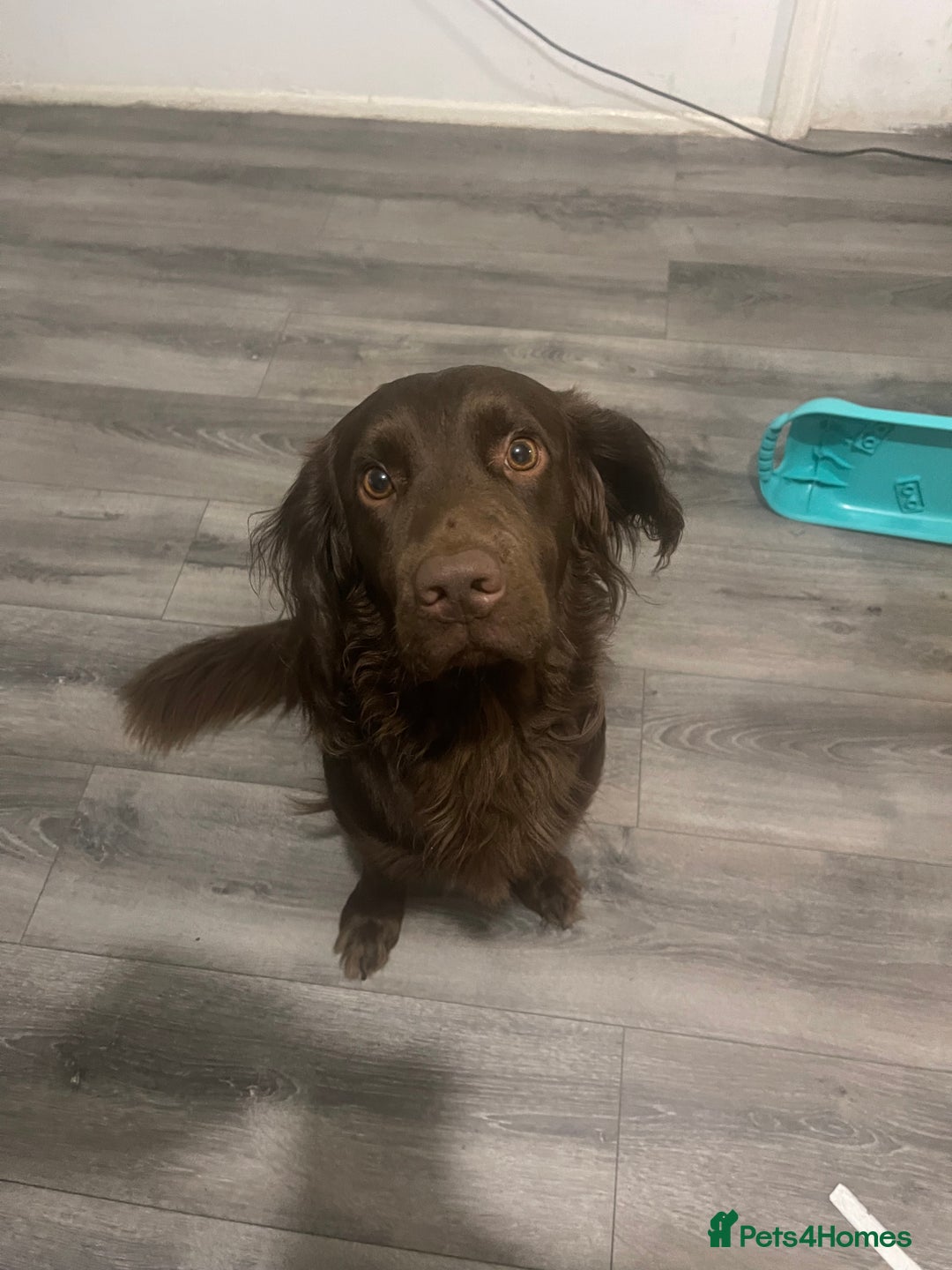 Cocker Spaniel dogs for sale: 14 month old spaniel  - Image 2