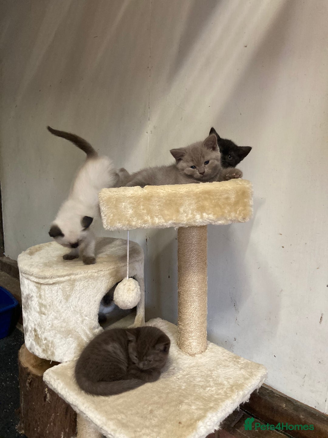 British Shorthair cats for sale: Healthy, happy kittens - Image 8