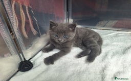 British Shorthair cats for sale: Happy Ragdoll British Short Haired Cross - Image 8