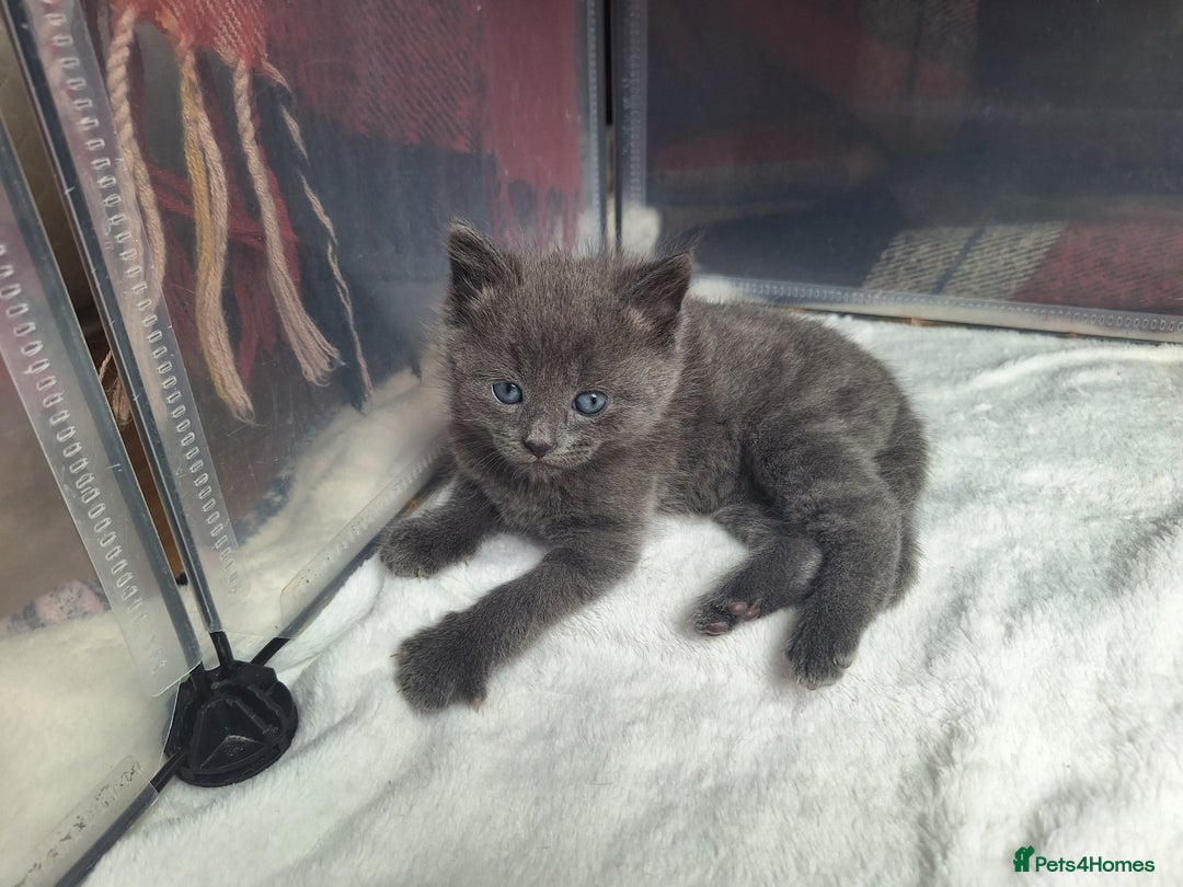British Shorthair cats for sale: Happy Ragdoll British Short Haired Cross - Image 8