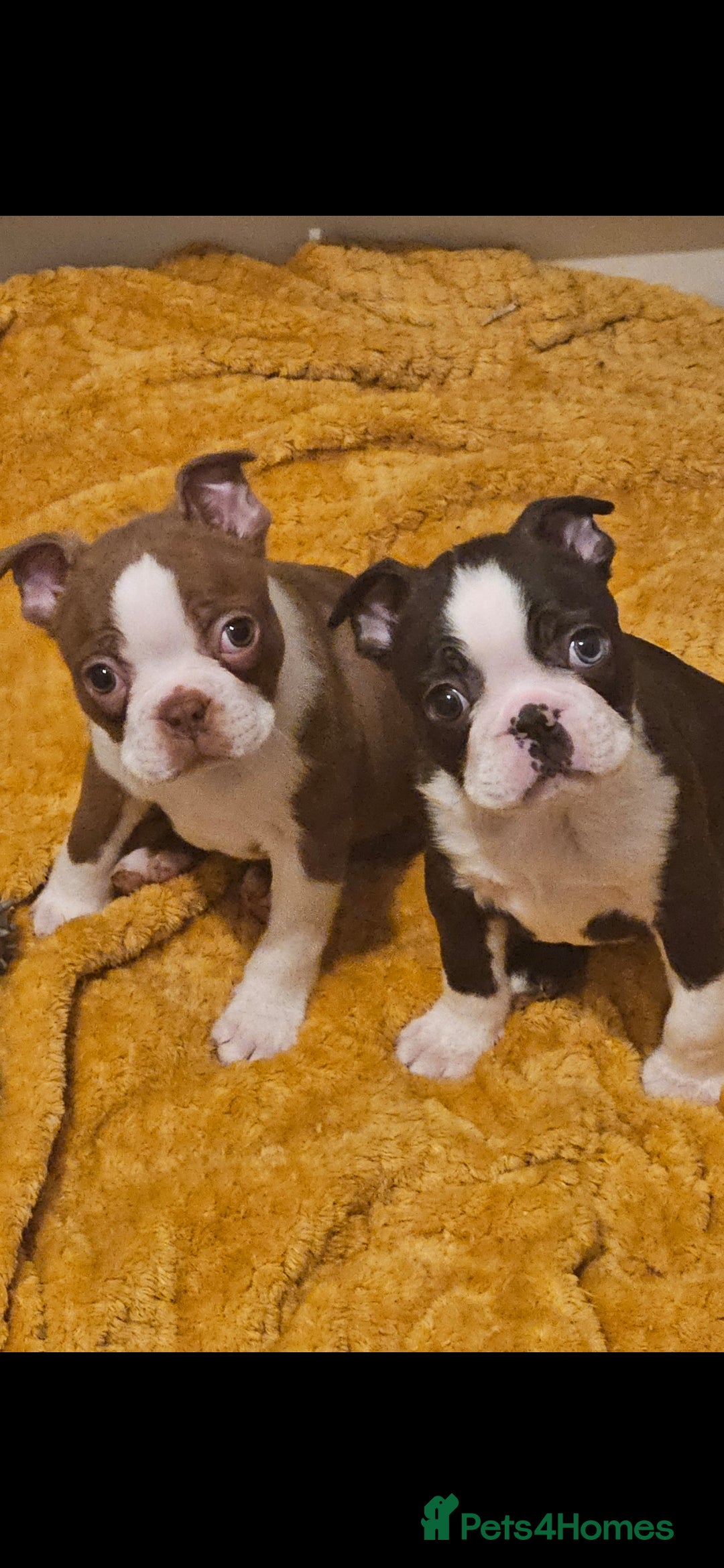 Boston Terrier dogs Stunning boston terrier puppies  - Advert 4