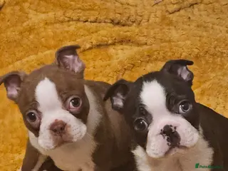 Boston Terrier dogs Stunning boston terrier puppies - Advert 4