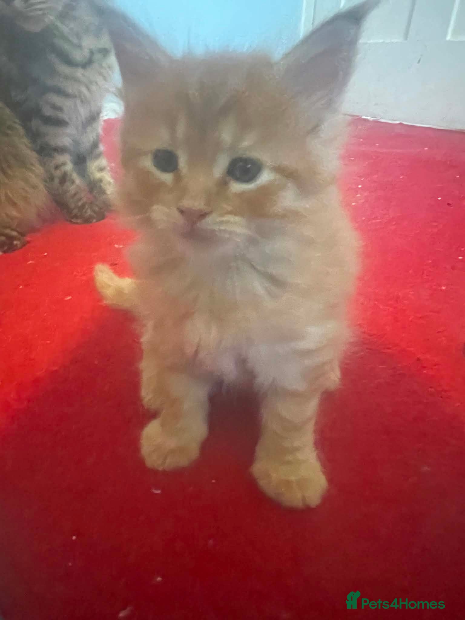 Maine Coon cats for sale: Maine coon kittens - Advert 3