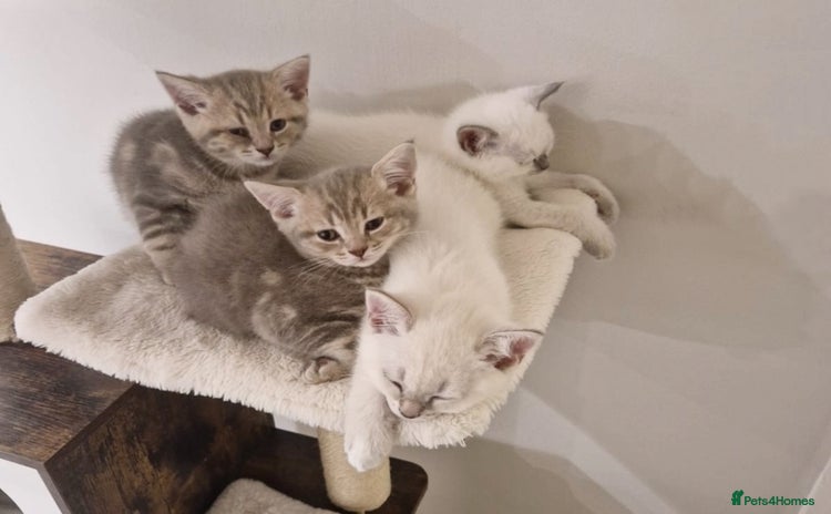 British Shorthair cats - Advert 2