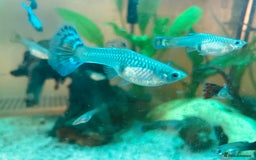 Live Bearers fish for sale: Mixed guppies - Image 14
