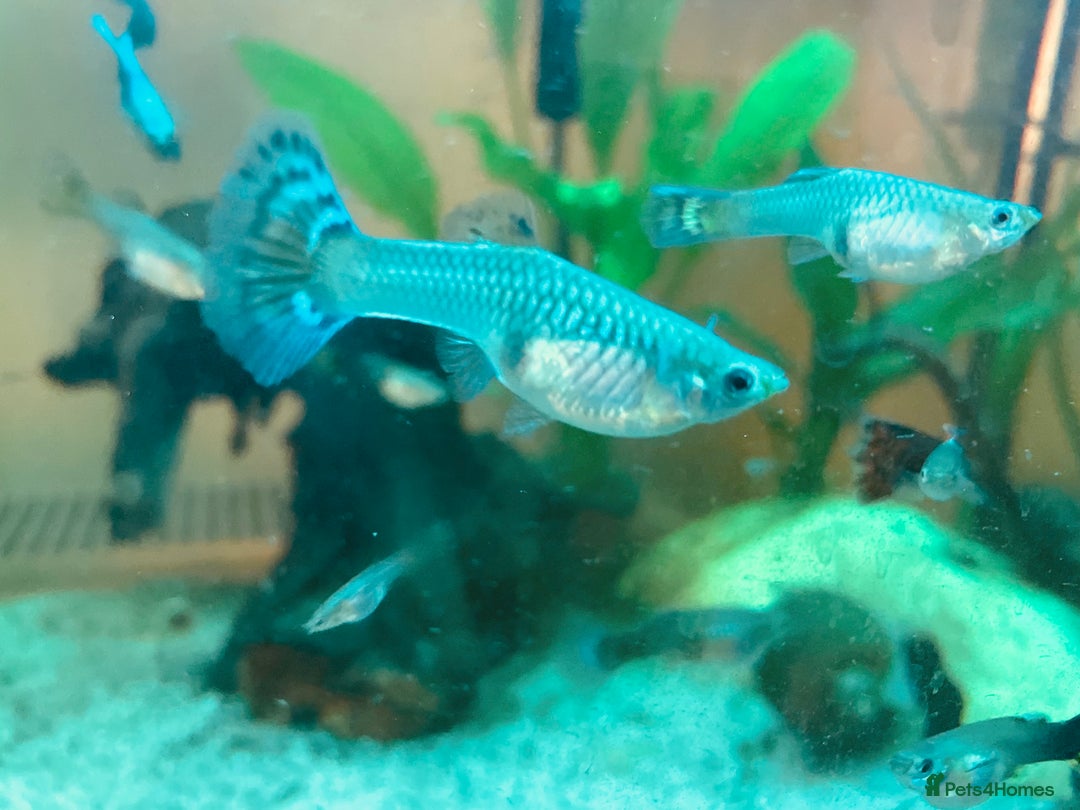 Live Bearers fish for sale: Mixed guppies - Image 14