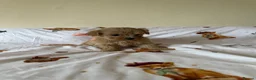 Maltipoo dogs for sale: Minature Multipoo Puppies - Advert 29