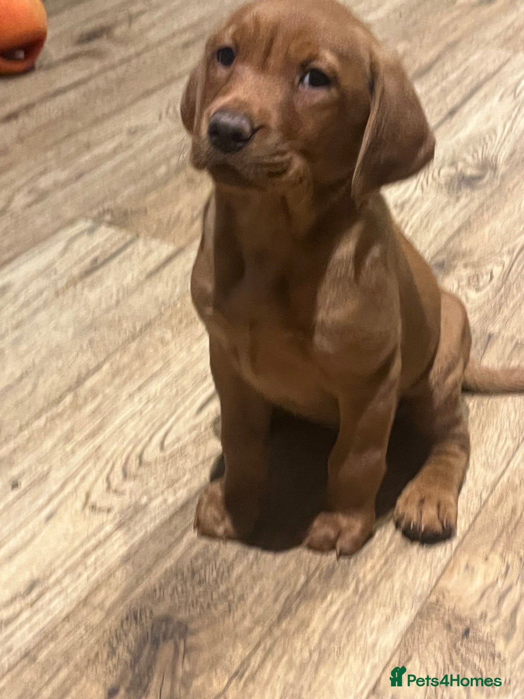 Labrador Retriever dogs for sale: KC reg health tested lab pups  - Image 5